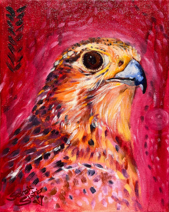 'Prarie Falcon' - Oil Painting